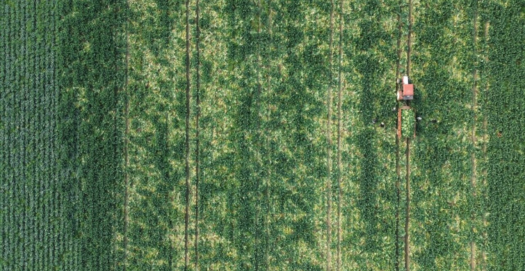 Bafra Ovası'nda Karnabahar Hasadı Başladı