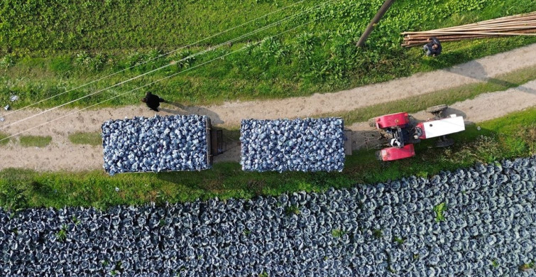 Bafra Ovası'nda Kırmızı Lahana Hasadı Başladı