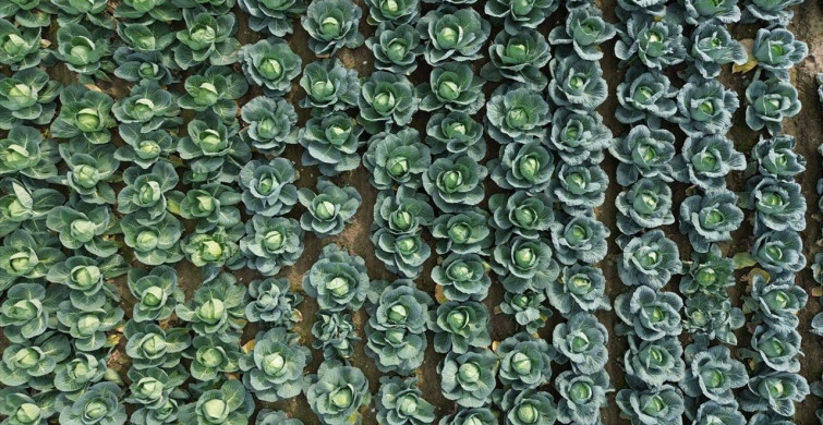 Bafra Ovası'nda Sebze Tarla Günü Etkinliği Düzenlendi