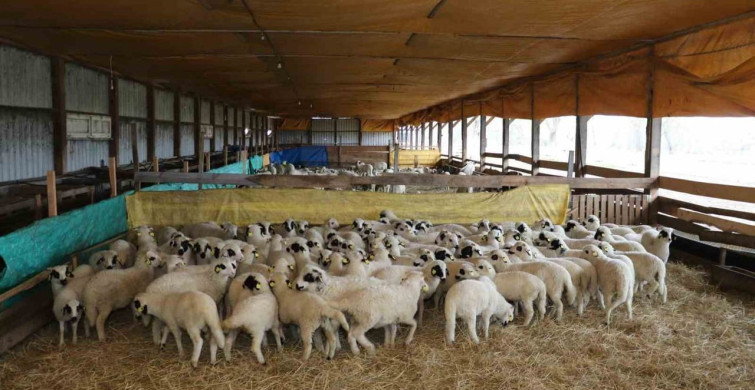 Bafra'da Organik Hayvancılık İncelemesi