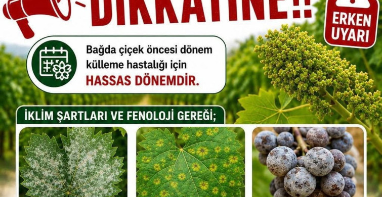 Bağlarda Üreticilere İlaçlama Uyarısı