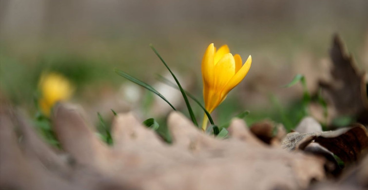 Bahar Renkleri Istranca Ormanlarını Süslemeye Devam Ediyor