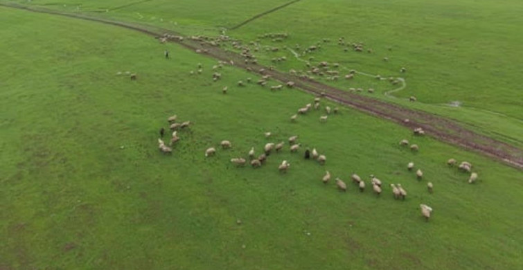 Baharın Gelişiyle Merada Renkli Anlar: Sığırcık Kuşları ve Koyunlar