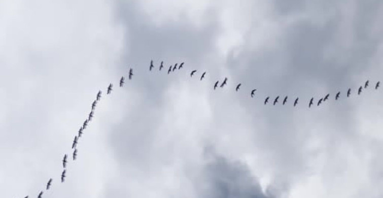 Baharın Gelişiyle Pelikanlar Boğazköy Barajı'nda Görüntülendi