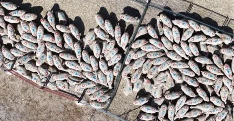 Bakan Yumaklı, kırsalda bereket küçükbaşa destek projesini duyurdu