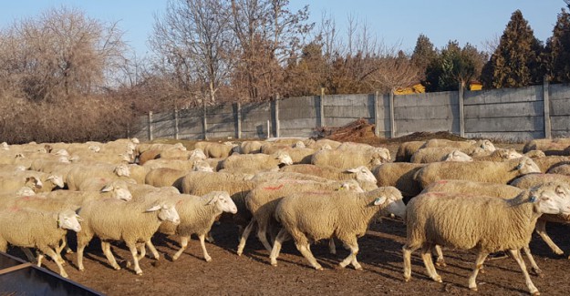 Bakanlığın Yeni Projesi Heyecana Yol Açtı!