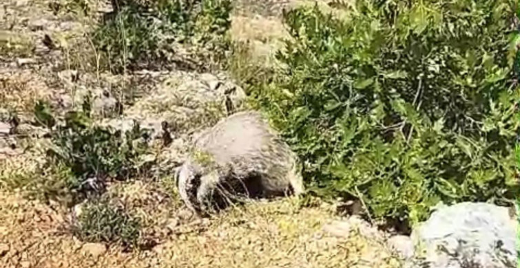Bal Porsukları: Korkusuz Avcılar
