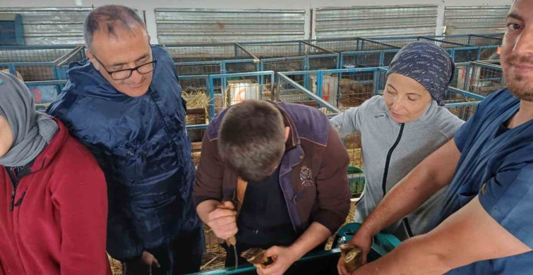 Balıkesir Üniversitesi veteriner fakültesi 1.250 hasta hayvana tedavi hizmeti sundu