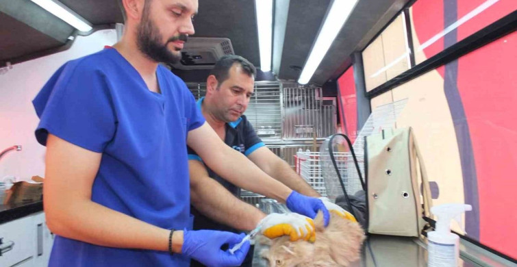 Balıkesir'de Can dost 18 bin sokak hayvanına sağlık hizmeti verdi