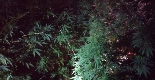 Balıkesir'de Hint Keneviri Yetiştiren Kişi Tutuklandı