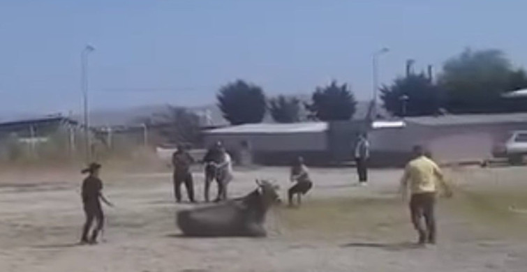 Balıkesir'de Kaçan İnek Pazarında Paniğe Neden Oldu