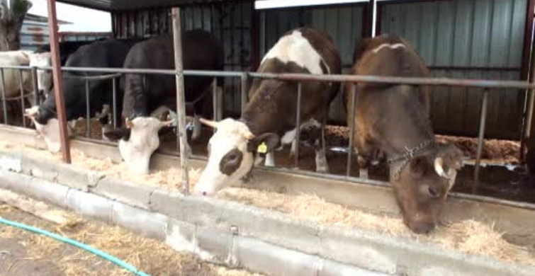 Balıkesir'de Kurbanlık Satışları Başladı