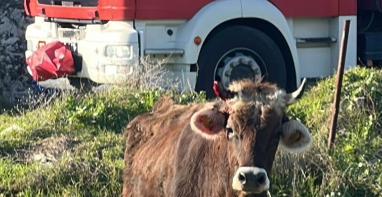 Balıkesir'de Kuyuya Düşen İnek Kurtarıldı