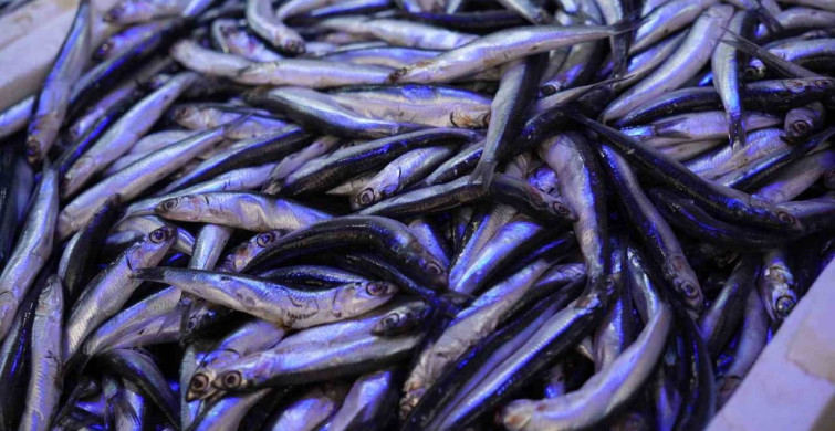 Balıkta Bolluk ve Sezon Sonu Değerlendirmesi