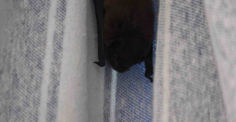 Balkon perdesini yuvaya dönüştüren yarasa, ev sahibi ona ‘Batman’ adını verdi