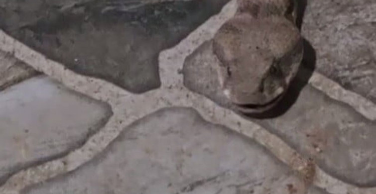 Balkonda çay içerken dev yılanla karşılaşan vatandaş panik yaşadı
