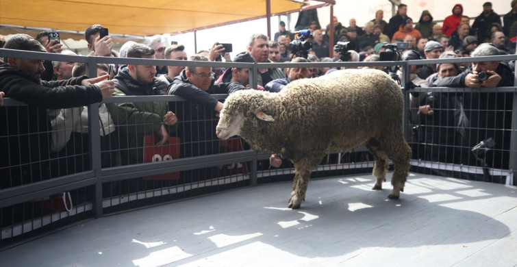 Bandırma Koyunculuk Araştırma Enstitüsü'nde Rekor Satış