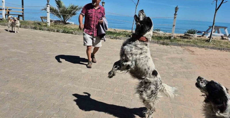 Bartın'daki dronsavar köpekler, dronları etkisiz hale getiriyor