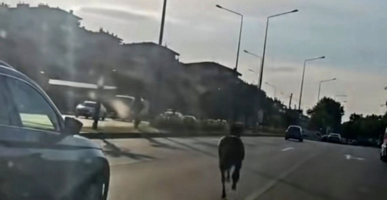 Başıboş At Trafiği Tehlikeye Soktu