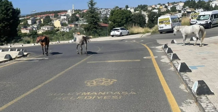 Başıboş atlar mahalle sakinlerini tedirgin ediyor