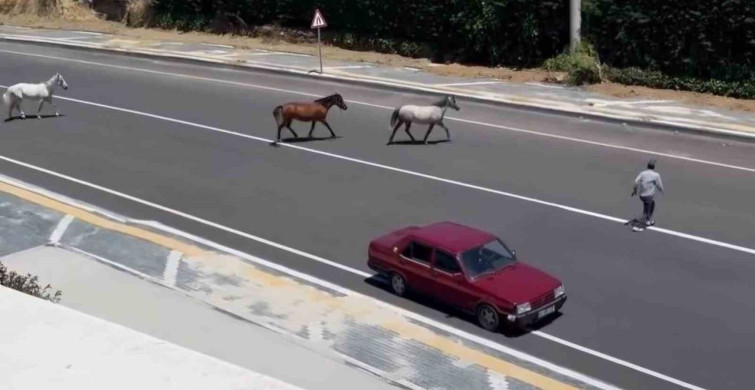 Başıboş atlar yolda kontrolü zorlaştırdı