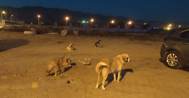 Başıboş Köpeğin Saldırısına Uğradı! Cinsel Organı Koptu