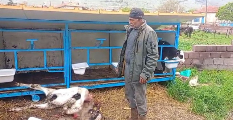 Başıboş Köpekler, Buzağıya Saldırdı
