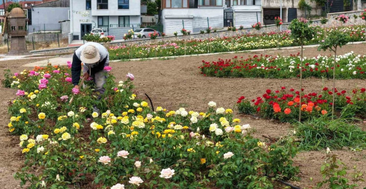 Başiskele’de 15 bin gülün açtığı bahçede görsel şölen