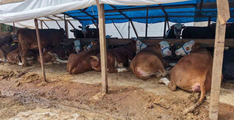 Başiskele'de Kurban Satış Alanları Denetleniyor