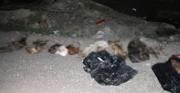 Başkent Ankara'da Çöplükte Çok Sayıda Köpek Bulundu