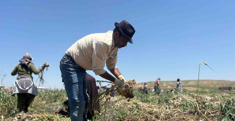 Başkentte alternatif tarımın yeni ürünü: İlk kez yetiştirilen sarımsakta 350 ton rekolte