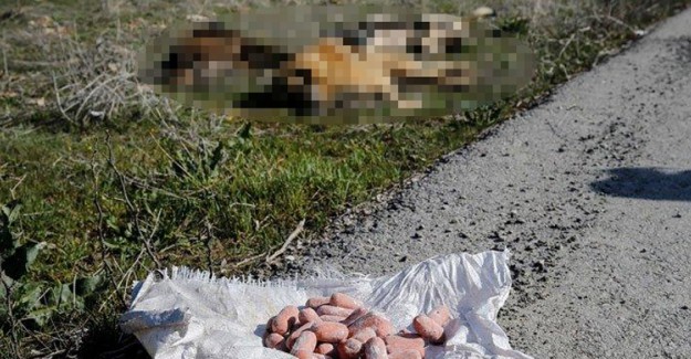 Başkentte Yine Köpek Katliamı! 