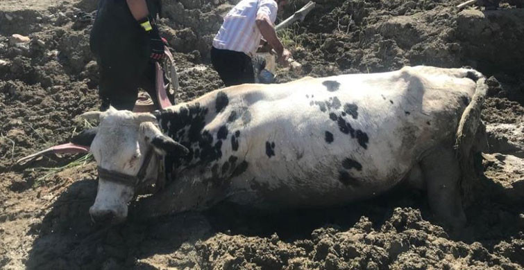 Bataklığa Saplanan İnek Vinç İle Kurtarıldı