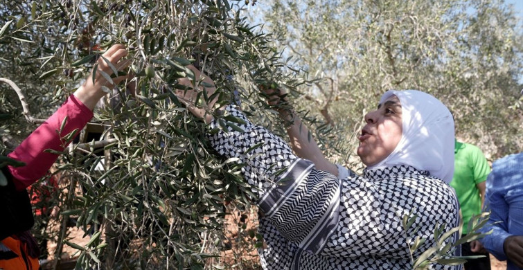 Batı Şeria'da Zeytin Hasadı Sırasında İsrail Saldırıları Batı Şeria'da Zeytin Hasadı Sırasında İsrail Saldırıları