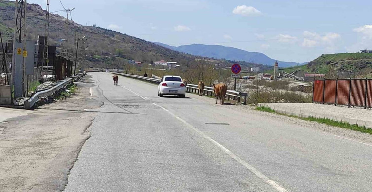 Batman'da Başına Boş Büyükbaş Hayvanlar Trafiği Tehdit Ediyor