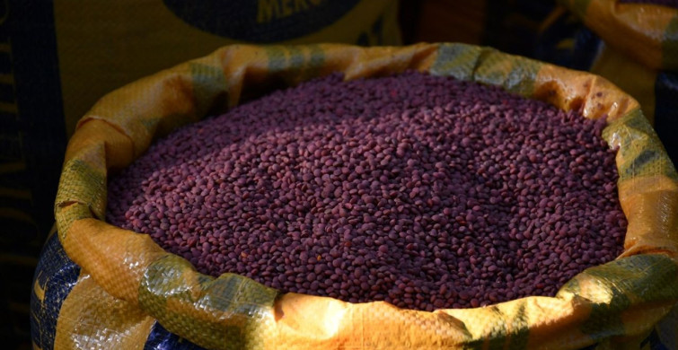 Batman'da Çiftçilere Mercimek Tohumu Dağıtıldı