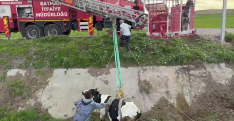 Batman'da İki Kayıp İneğin Kurtuluş Hikayesi