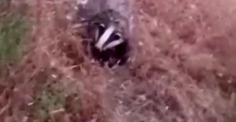 Batman'da nesli tükenme tehlikesi altındaki porsuk görüntülendi