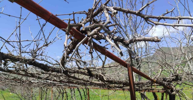 Batman'daki Ani Hava Değişiklikleri Meyve Bahçelerini Mahvediyor