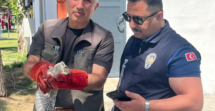 Battalgazi zabıtası, bulduğu yavru baykuşu koruma altına aldı