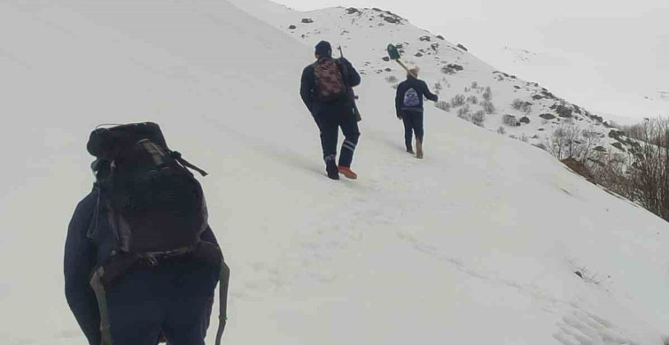 Bayburt'ta Ayı Saldırıları ve Ulaşım Sorunu Devam Ediyor