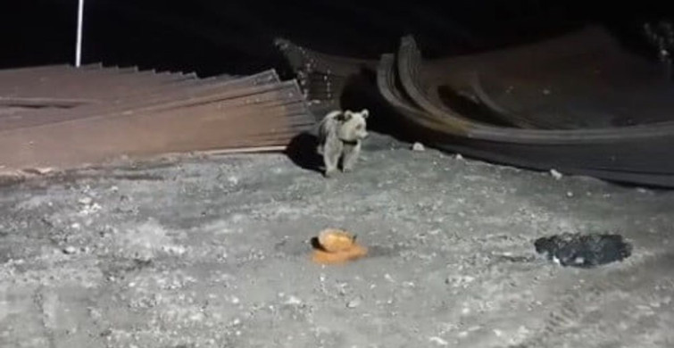 Bayburt'ta Ayı ve Köpeklerin İlginç Karşılaşması
