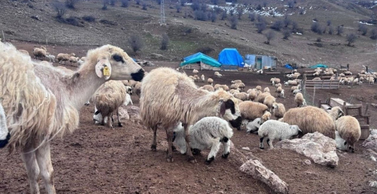 Bayburt’ta Küçükbaş Hayvancılığa Destek Başvuruları Devam Ediyor