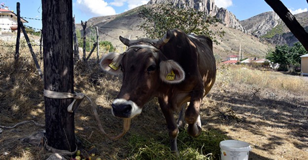 Bayburt'ta Ortalıktan Kaybolan İnek, Gümüşhane'de Bulundu