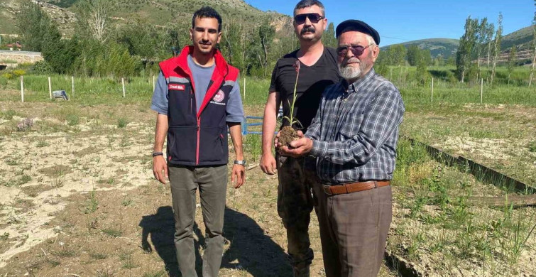 Bayburt'ta salep hasadı başladı