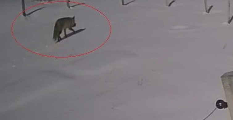 Bayburt'ta Tilki Yaban Tavşanı Avladı