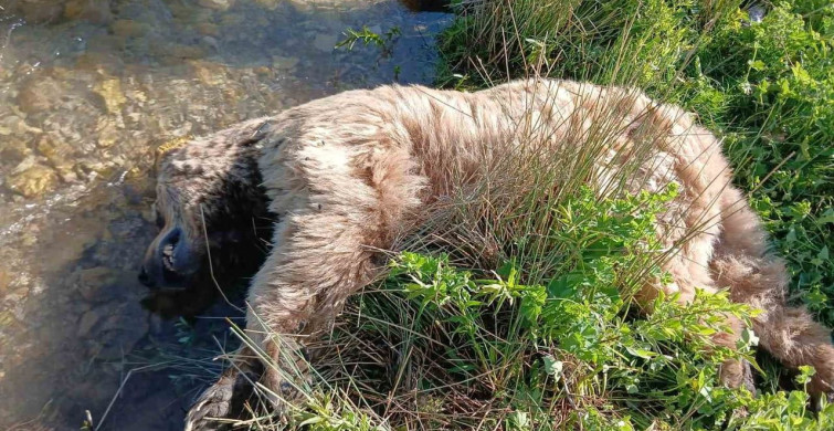 Bayburt’ta yaralı halde görülen bozayı ölü bulundu