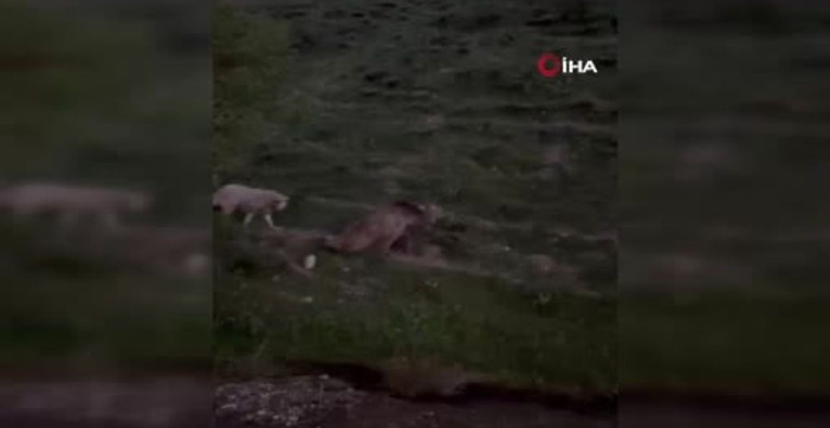 Bayburt’ta yaralı halde görülen bozayı ölü bulundu
