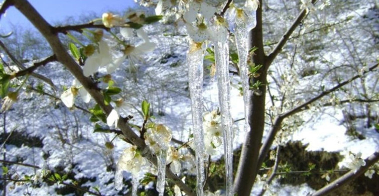 Bayburt'ta Zirai Don Uyarısı Yapıldı
