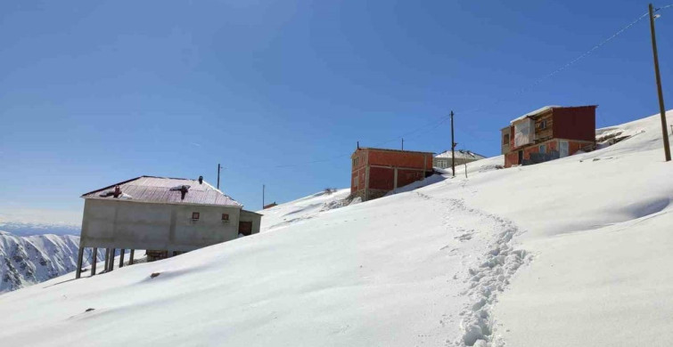 Bayburt'taki Ayı Baskınları: Sarıçiçek Yaylası'ndaki Evler Tehlikede